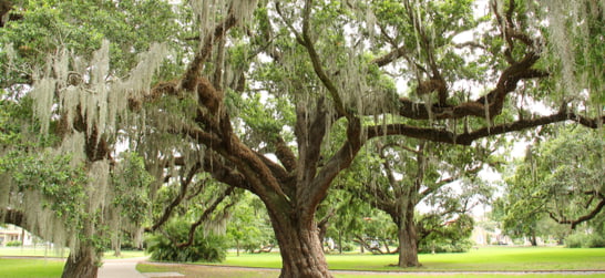 New Orleans City Park