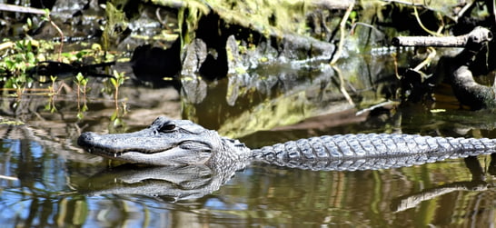 Alligator at Jean Lafitte National Historical Park and Preserve